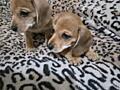Продаются два очаровательных щенка таксы! 