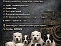 Щенки Алабая САО - ПРОДАЖА