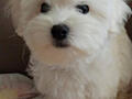 Продаются Щенок мальтийской болонки! С прививками и документами!