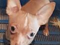 Продам щенков чихуахуа мини и супер мини (карманные) от породистых 