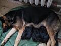 Продам щенков