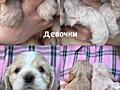 Продажа Американский Кокер - спаниель