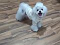 Кукольные щенки мальтезе