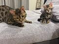 Бенгальские котята
