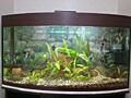 СРОЧНО! Заводской аквариум 220л, продается все.