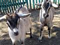 Продаются 2 девочки козочки