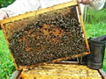 Продам пчелосемьи