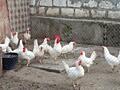 Продам куры Леггорн