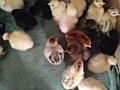 Продаются цыплята