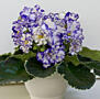 Фиалки 60 сортов доставим