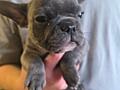 Цена ниже рынка. Отличные щенки французского бульдога.