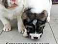 Продаются щенки Туркменского Алабая