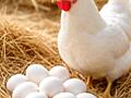 Белый леггорн яица для инкубации