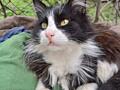 Котики и кошечки в добрые руки!
