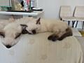 Готовятся к продаже сиамские(тайские) котята(котенок-кошечка)