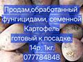 Продаю семенной картофель.