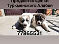 Продаются щенки Туркменского Алабая