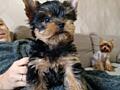 Продам щенка йоркширского терьера