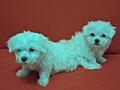 Продаются Щенки мальтийской болонки! С прививками и документами!