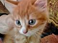 Отдам котят.