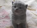 Продам плюшевых котят