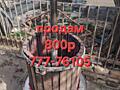 Продам тяски для вина 800р