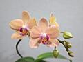 Орхидея Sunset love