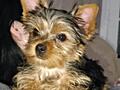 Продам щенков йоркширского терьера