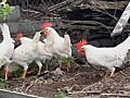 Продам 5 петушков породы Леггорн(4 месяца). Уже готовы к оплодотворению