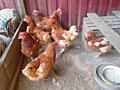 Продам кур