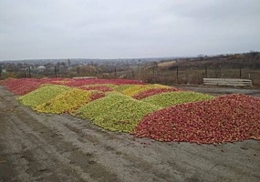Suntem cel mai mare colector de mere la suc! 15ani ajutam agricultorii